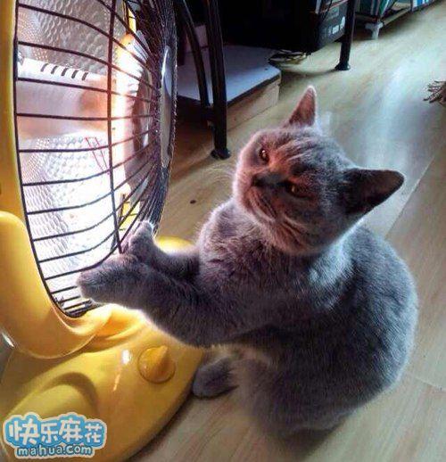 猫猫怕冷自己拱手取暖,心快融化掉了 图片_ha