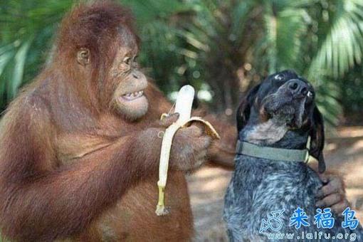 猩猩请小狗吃香蕉 图片_hao123网址导航