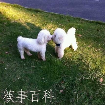 微信最近总找些狗狗的图片上传_搞笑_hao123